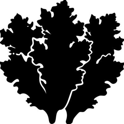 Black Silhouette of Oak Leaves on Purple Background Illustration