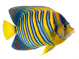 A regal angelfish with blue and yellow striped patterns , isolated on a transparent background png