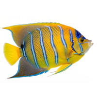 A regal queen angelfish with a yellow and blue body glowing, isolated on transparent background png