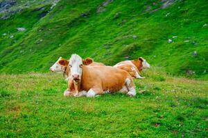 In the stunning Swiss Alps, three brown cows with unique white patches on their heads are resting on lush green pastures. The serene landscape and fresh mountain air create a peaceful atmosphere. photo