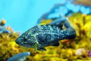 Dusky rockfish swimming in a green aquarium tank. The fish stands out as the focal point, with a blurred background adding depth. This marine species is native to the North Pacific Ocean. photo