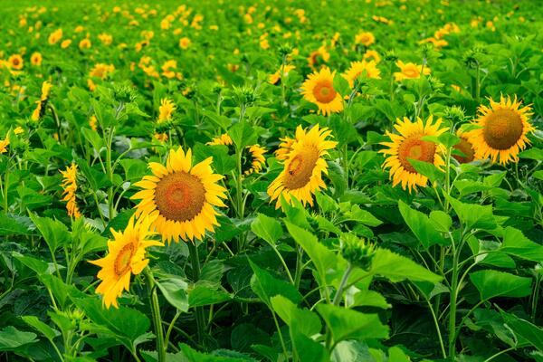 This image showcases a vast field of sunflowers under a clear blue sky. The bright yellow petals and lush green leaves create a beautiful contrast, evoking feelings of joy and tranquility.
