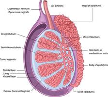 illustration of testis anatomy diagram vector
