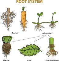 illustration of root system types vector