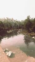 A river running through a forest filled with lots of trees video