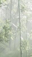 A serene bamboo forest enveloped in mist video