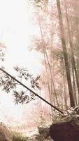 A serene bamboo grove surrounded by fog in a dense forest video