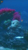 A coral reef with many different types of fish video