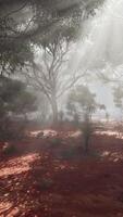Sun rays filtering through foggy forest, creating a mystical atmosphere video