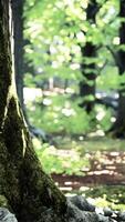 A majestic tree standing tall in the heart of a lush forest video