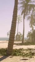 A sandy beach with palm trees and the ocean in the background video