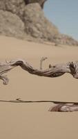A tree branch in the sand with a mountain in the background video