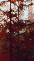 Sunlight streaming through trees in a forest video