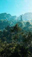 A view of a forest from a high point of view video
