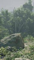 A large rock in the middle of a forest video