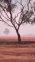 A rural landscape with trees in a vast open field video
