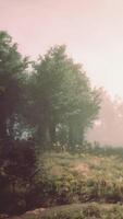 A misty and serene landscape with trees and grass video
