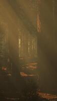 The sun shining through the trees in a beautiful forest video