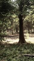 A lush green forest with tall trees and dense vegetation video