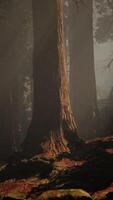 A dense forest with towering trees video