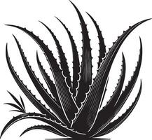 Decorative aloe vera plant silhouette on a white background vector