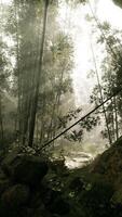 A serene bamboo grove enveloped in a mystical fog video