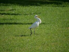 Ardea Bubulcus Ibis bird on the lawn among the palm trees in Maspalomas, Gran Canaria photo