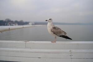 A seagull sits on the wooden boardwalk pier railings at the background of a winter seascape in Sopot, Poland - Molo w Sopocie Jetee de Sopot. Background wallpaper high quality picture photo