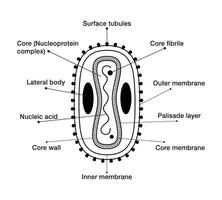 Mpox or monkeypox detailed illustration diagram virus body structure and name their name vector