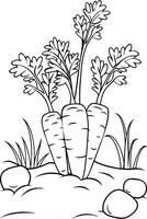 Three Carrots Growing in Garden Soil with Grass and Stones vector