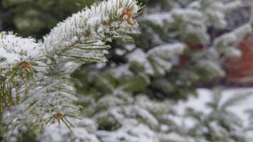 Snowcovered pine branches swaying gently in the winter breeze amidst a serene forest backdrop. video