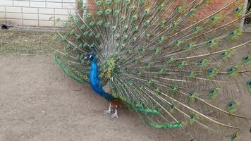 Peacock display elegant transformation of vibrant feathers captured in three frames at 4k in natural habitat. video