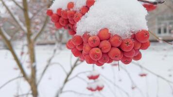 Snowcovered red berries in wintertime orchard transitioning to focus on icy tree branches in a serene frosty landscape. video