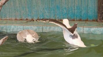 Ducks swimming and flapping in a pool, demonstrating social interaction and natural behavior in an urban aquatic environment. video