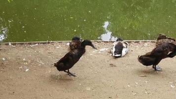 Ducks socializing by the riverside in a serene natural setting observed through calm interaction and subtle movements. video