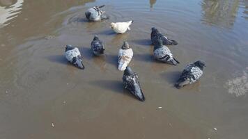 Flock of pigeons feeding and splashing in a city park puddle on a sunny day. video