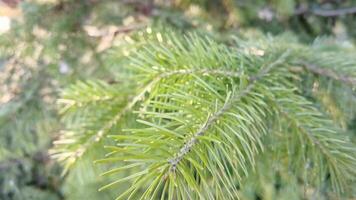 Closeup progression of evergreen pine needles moving gently in the breeze at dusk in a tranquil forest setting. video