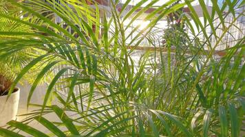 Sunlight streaming through indoor palm leaves creating dynamic play of light and shadows. video