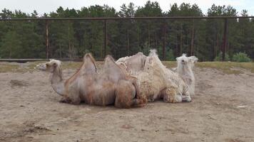 Resting camels in natural habitat with lush forest background and tranquil atmosphere. video