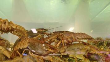 Crawfish interaction in aquarium tank reflecting natural behavior and dynamic movement. video