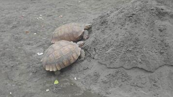 Two tortoises engaging in sand digging behavior on a beach for nesting and exploration. video