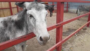 Curious donkey exploring enclosure in vibrant outdoor ranch setting with rustic red fences and sandy terrain. video