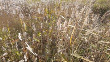 Wind gently rustling tall grasses in lush meadow capturing natural serenity and movement. video