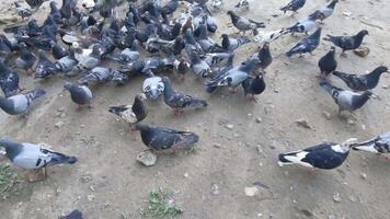 flock av duvor matning och interagera i urban miljö fångad i hög upplösning dagtid sekvens. video