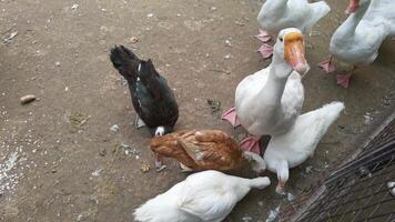 Flock of ducks and geese feeding and interacting on a sunny pondside day. video