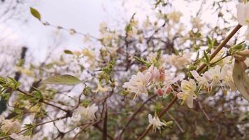 Delicate spring blossoms swaying in a gentle breeze against a tranquil sky. video