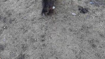 Curious cat exploring outdoor terrain with bushy tail and striped fur in nature setting across three frames. video