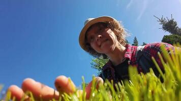 Smiling gardener tending to lush grass under clear blue sky on a sunny day. video