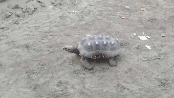 Turtle steadily crossing sandy terrain highlighting slow movement and natural habitat exploration. video