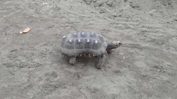 Slowmoving tortoise traversing sandy beach with steady determination and graceful motion under natural daylight. video